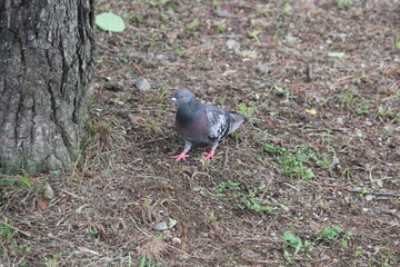Image of pigeons searching for food on the Daecheongcheon trail