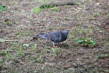 Image of pigeons searching for food on the Daecheongcheon trail