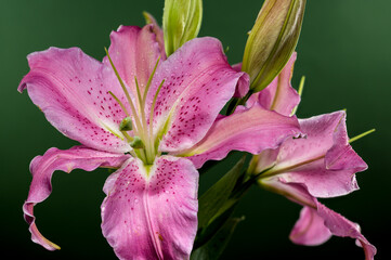 Pink Oriental lily Josephine on a green background
