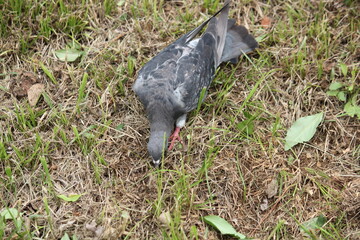 Image of pigeons searching for food on the Daecheongcheon trail