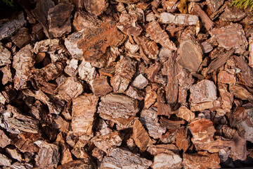 Textured surface of tree bark slice