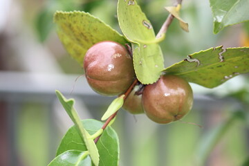 Obraz premium Image of camellia trees blooming on the Daecheongcheon Stream Trail