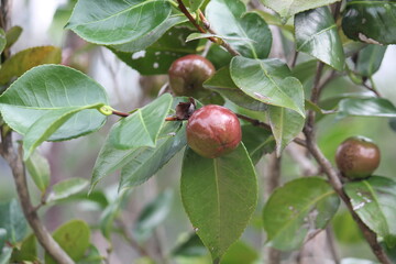 Image of camellia trees blooming on the Daecheongcheon Stream Trail