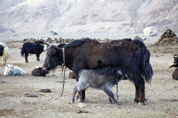 Yaks and calf in a nomadic herder's camp among the mountains along the Bartang Valley in the...