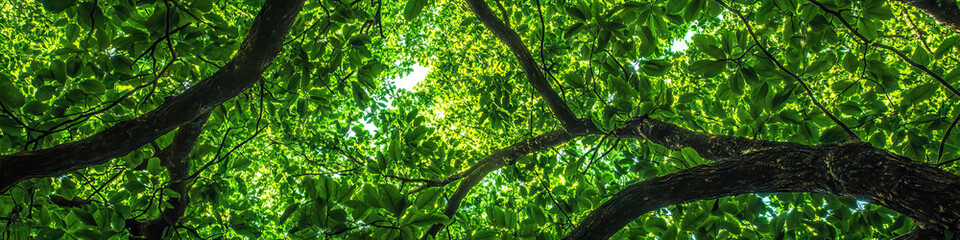 Fototapeta premium Lush Leafy Canopy: A verdant background of towering trees with leaves in various shades of green.