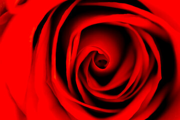 Defocused blurred red rose slose up macro with petals curves as background