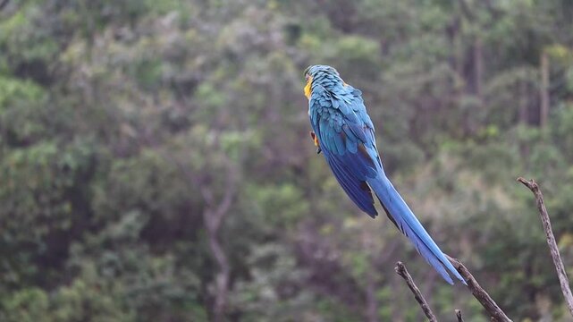 Arara Caninde, brazilian big blue bird
