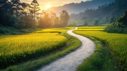 Naklejka premium Serene Pathway Through Golden Rice Fields Under a Beautiful Sunrise with Lush Green Mountains in the Background and Soft Morning Light