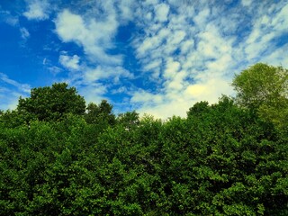 Loving this relation of colors. Blue, white, green. So much beauty in the world. 