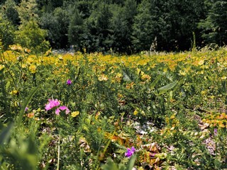 Mountain garden is most beautiful garden! © Marina