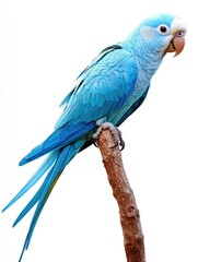 Naklejka premium Vivid Blue Parakeet Perched on Stick