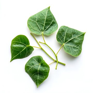 giloy leaf isolated on a white background, close up