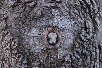 巣穴から顔を出したエゾモモンガ