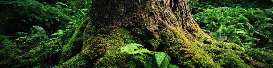 Fototapeta premium A large tree trunk, its rough bark covered in lush moss and ferns, standing proudly in the center of the frame.