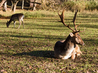 Damwild Hirsch und Hirschkuh in ihrem Habitat