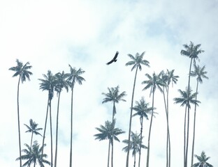 condor between colombian palm trees