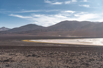 flamingos in the altiplano