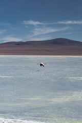 flamingos flying in atacama's desert