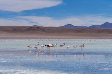 flamingos in atacama's desert