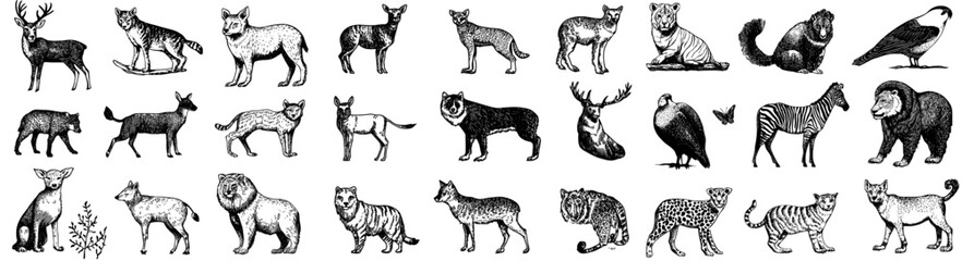 Obraz premium Suitable for Animal,Rhino,Wild-Animal,Fish,Bird Outline Icons Collection and Websites Ui Designs.