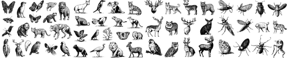 Naklejka premium Apps, Websites Ui Designs For Jungle, Lion, Zoo, Animal, Wildlife Set Modern Flat Line Symbols