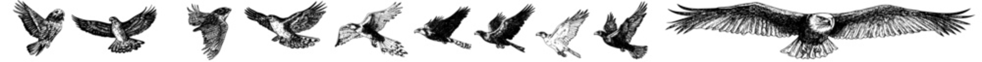 Isolated background with eagle silhouettes, pack of modern silhouette designs