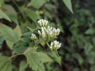 Cluster of Small White Wildflowers. The intricate petals and delicate buds contrast beautifully with the lush green foliage, highlighting the subtle charm of nature.