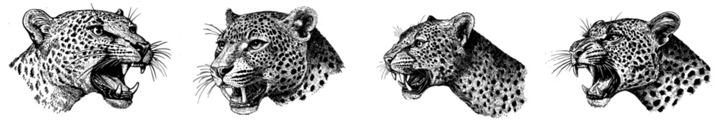 An ink drawing of a leopard head logotype or mascot. The drawing has an engraving style.