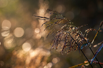 Kłosy, bokeh © Lena
