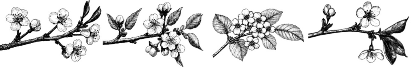 Fototapeta premium Drawing of Sakura branch in ink. Engraved style modern illustration.