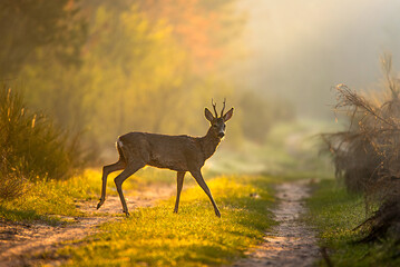 Sarna kozioł pod słońce na ścieżce © Lena