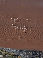 Flamingos in atacama desert
