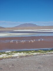 Flamingos in atacama desert