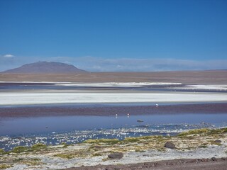 flamingos in atacama desert