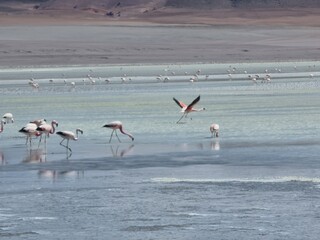 flamingos in atacama desert