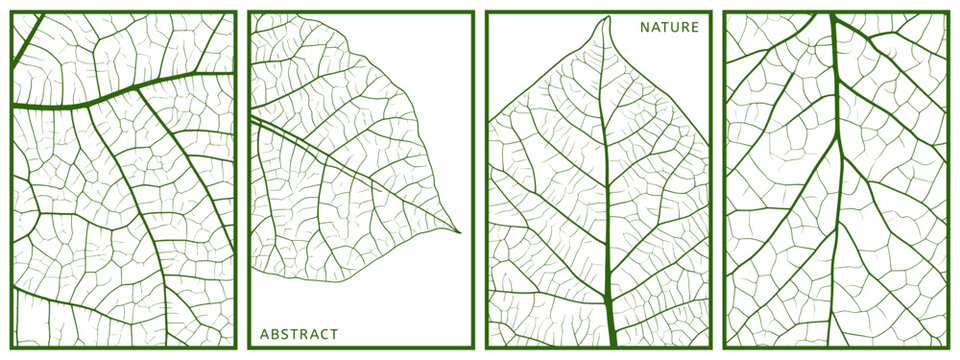 Close up leaf texture posters set. Nature green plant structure with veins and cells. Eco organic fresh greenery wallpaper. Botanical scientific research poster. Isolated simple flat style vector