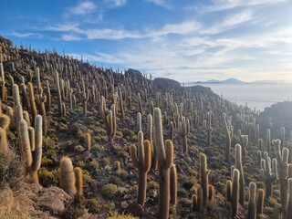 Cactus island uyuni salt flats