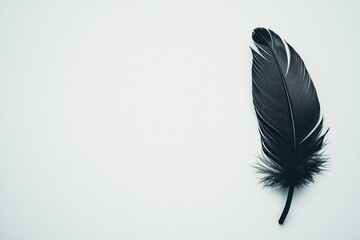 Elegant Black Feather on Soft Background