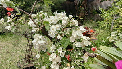 A beautiful bougainvillea plant in full bloom, perfect for adding a touch of tropical beauty to any garden or home