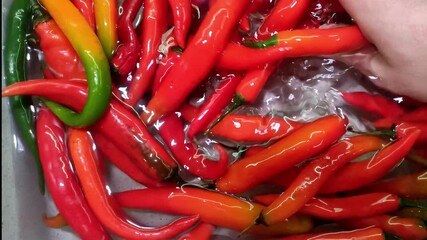 The cook washes hot chili peppers in water - Powered by Adobe