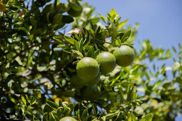 citonnier portant des fruits