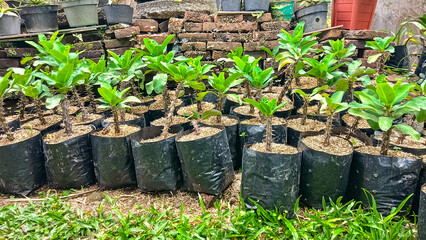 Multiple potted cactus plants with green leaves and sharp spines. The plants are arranged in neat rows on a brick wall background with some potted plants in the background