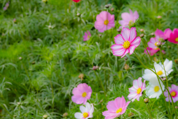 Obraz premium Colourful Cosmos flowers are blooming in the field