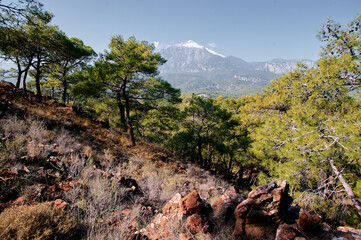 Meditterranean nature. Mountain forest in Turkey.