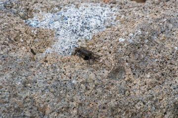 Small Crab on Rocky Surface