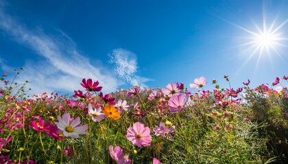 Fototapeta premium The sight of blooming flowers brings joy and serenity. 