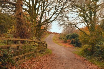 Rural Road Track With Trees and Autumn Leaves in Britain