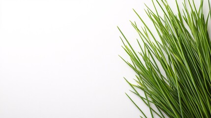 Fototapeta premium Isolated on white background chives with long slender green stems aligned in a minimalist arrangement and side empty space for text Stockphoto style