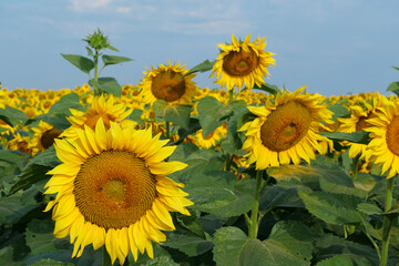 Field of beautiful sunflowers with many bees working. Bees are hard at work