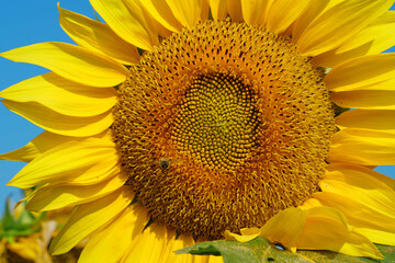 Bee sits on sunflower, collecting pollen and nectar